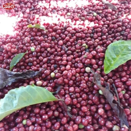 CÀ PHÊ 365 HẠT ROBUSTA HONEY